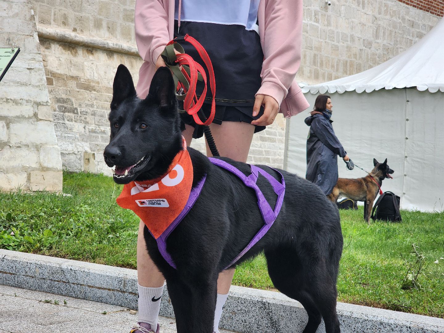 Зарайск, Зарайский Бизон, Экстремальный исторический забег, Забег с собаками, След в след,