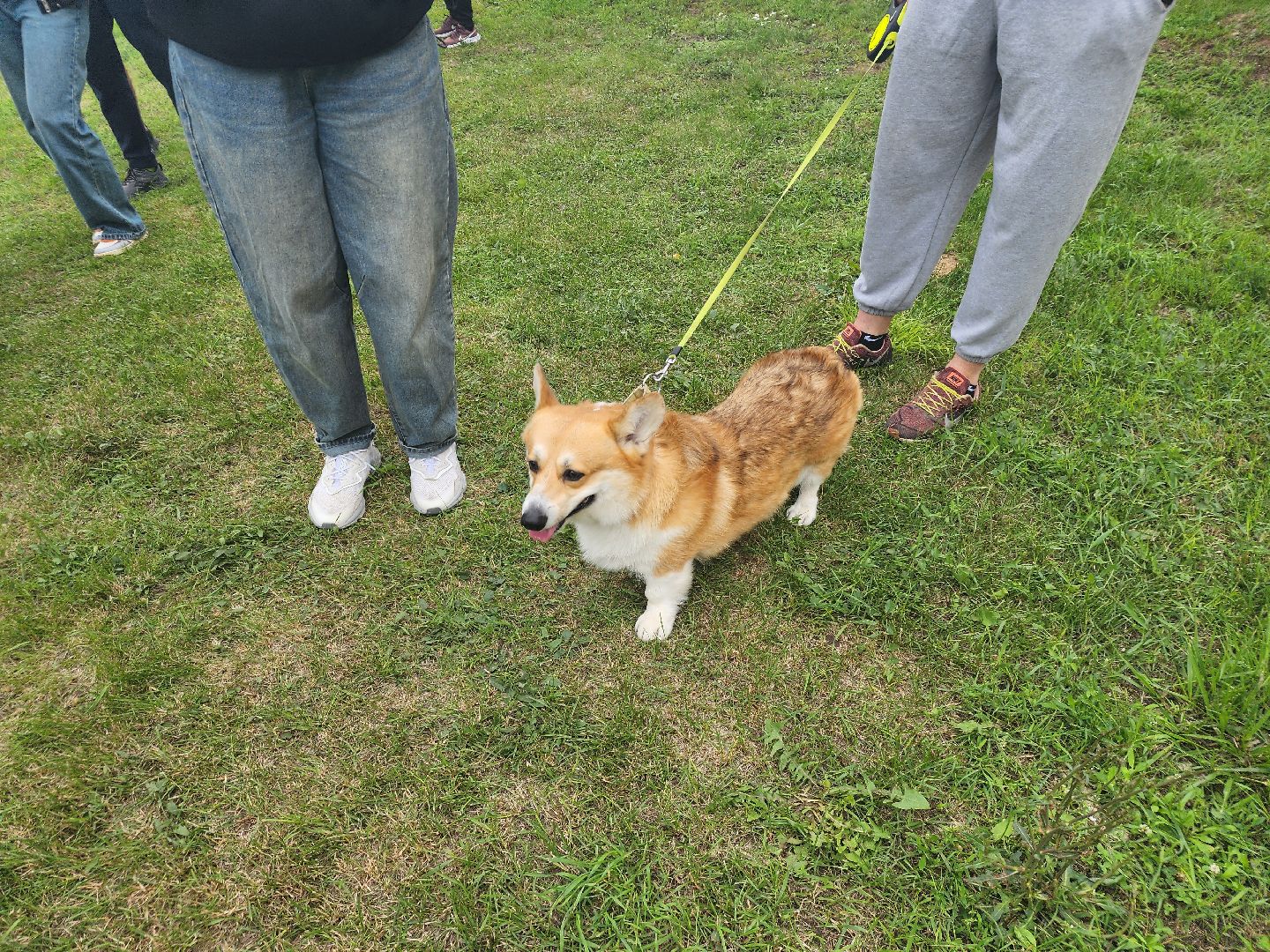 Зарайск, Зарайский Бизон, Экстремальный исторический забег, Забег с собаками, След в след,