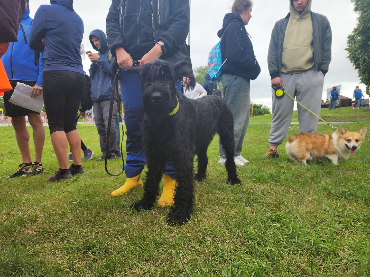 Зарайск, Зарайский Бизон, Экстремальный исторический забег, Забег с собаками, След в след,
