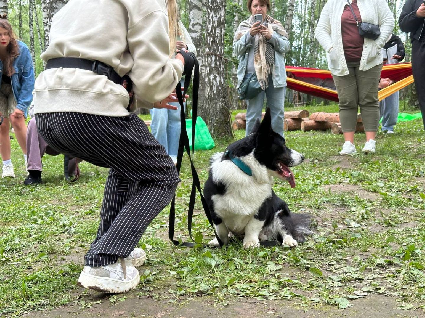 парки, домодедово, домашние животные,