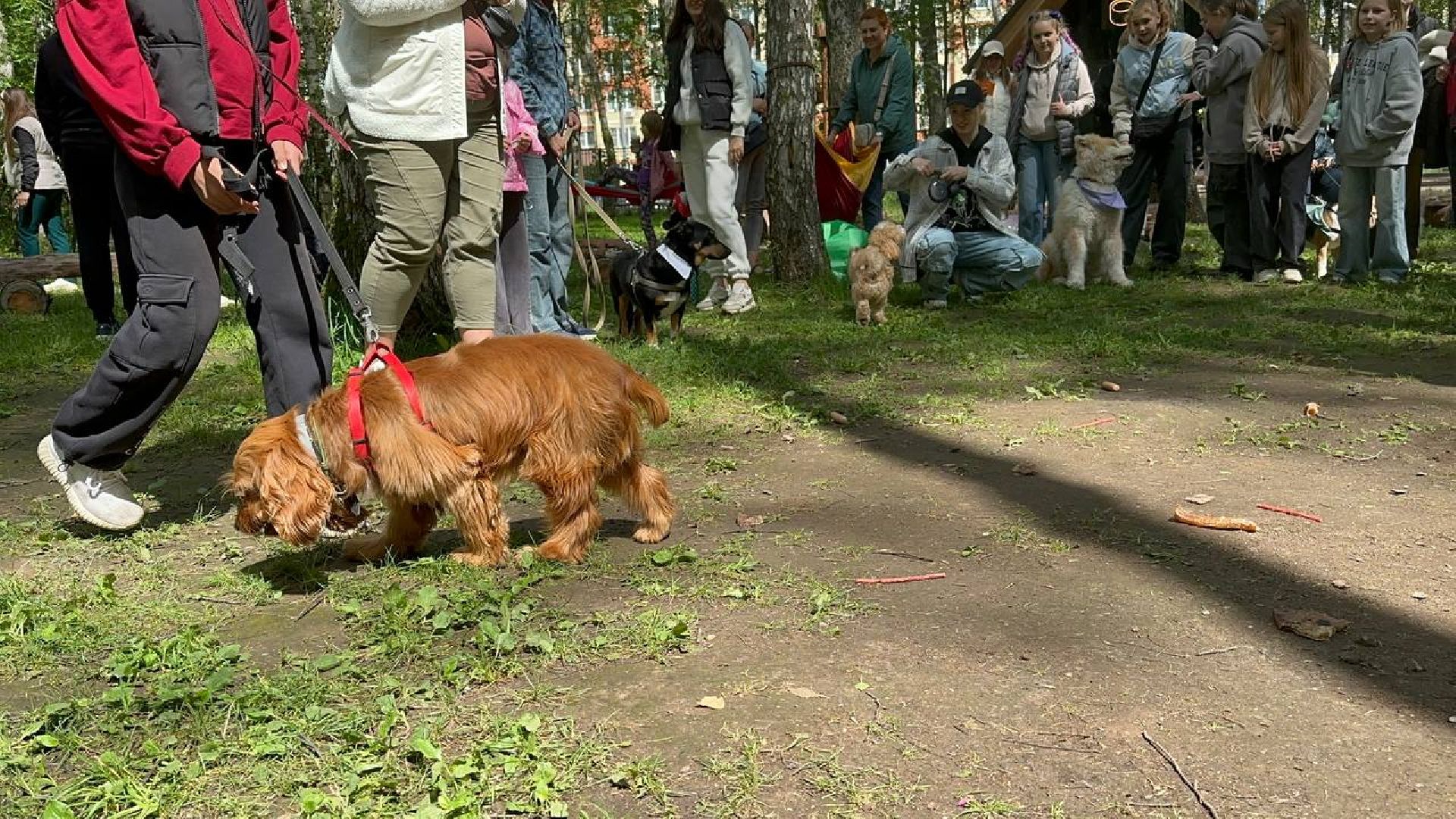 парки, домодедово, домашние животные,