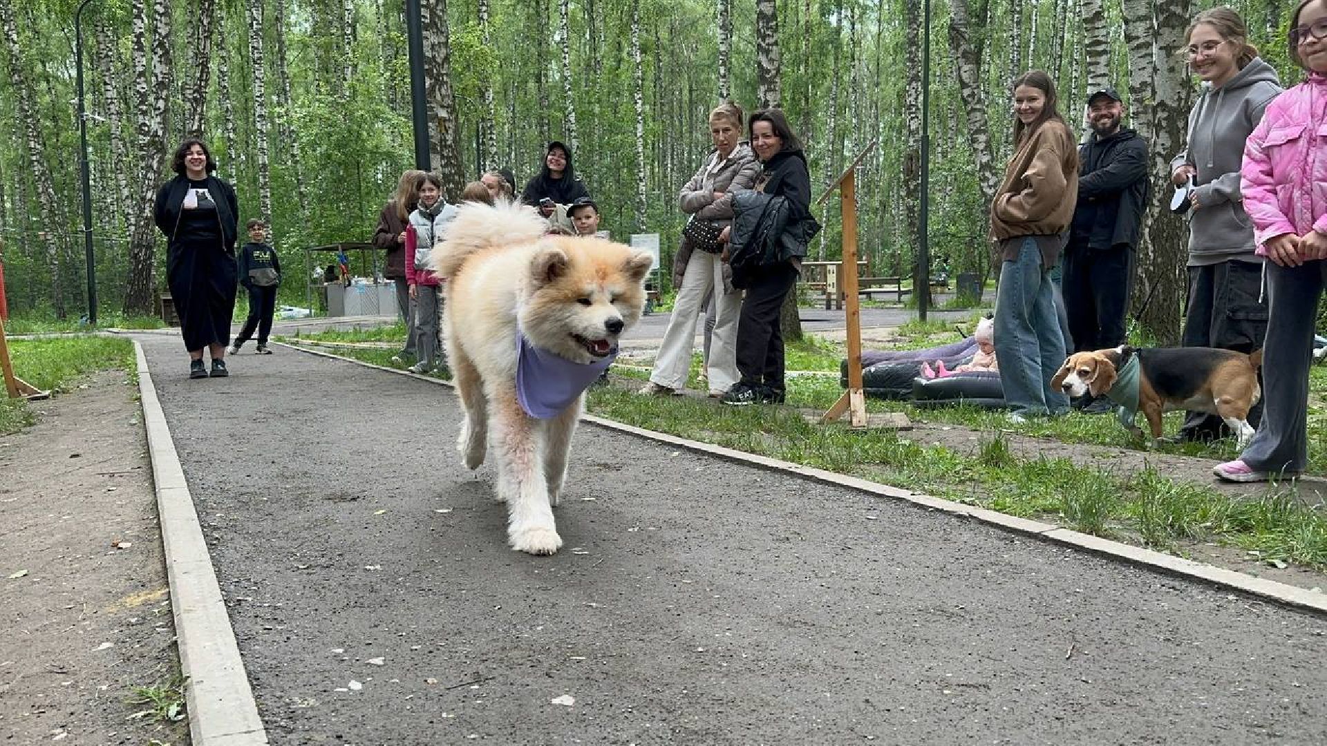 парки, домодедово, домашние животные,
