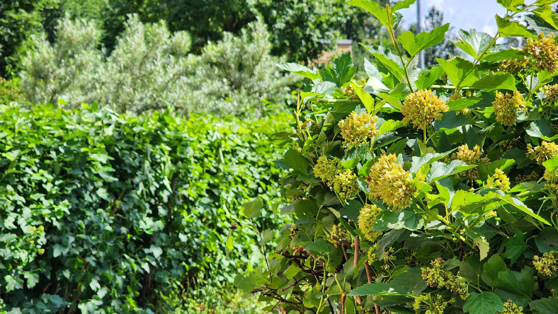 протвино, комбинат благоустройства, благоустроенная территория,