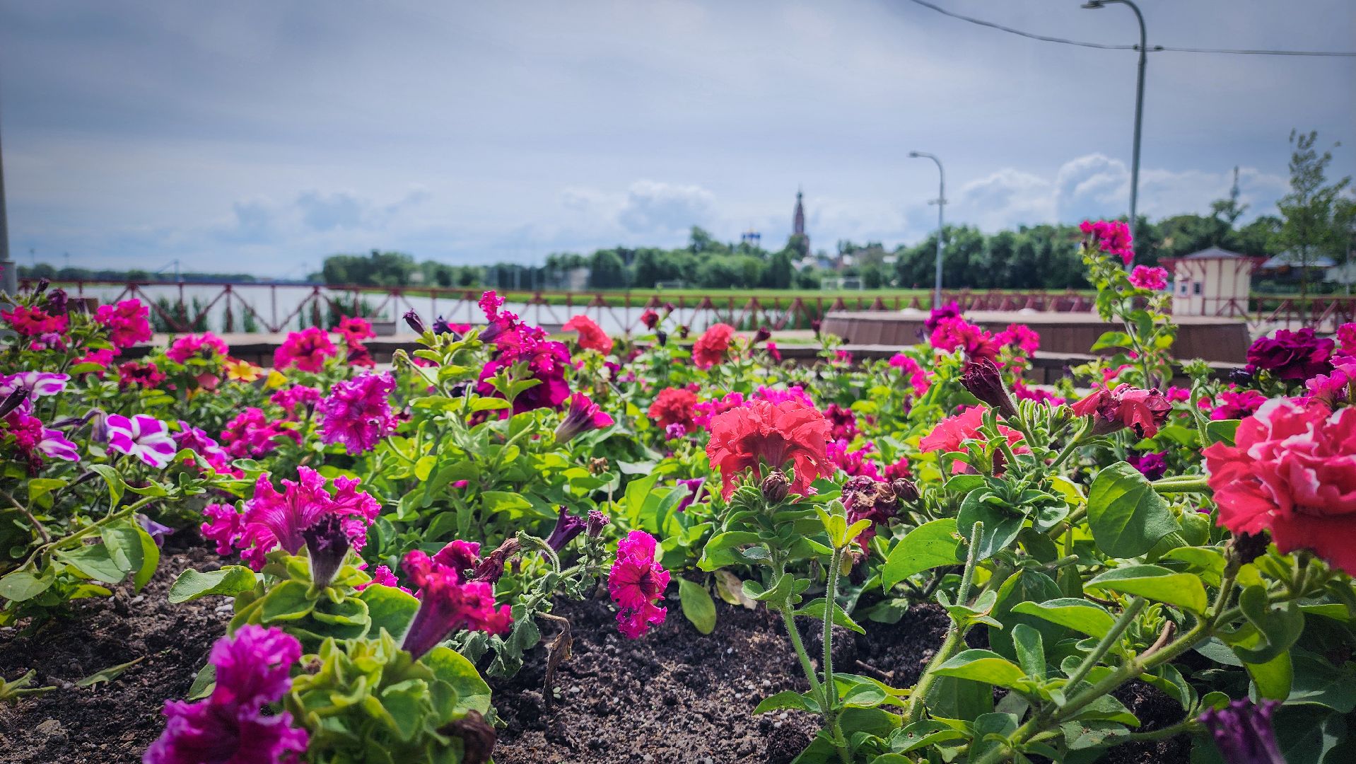 бронницы, парк бронницкий луг , цветы в парке, огород в парке бронницкий луг ,