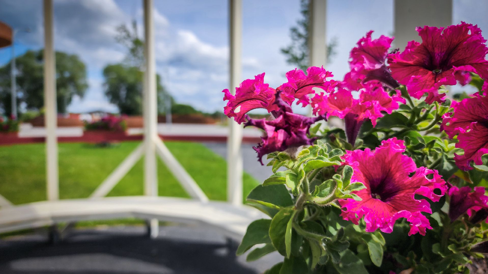 бронницы, парк бронницкий луг , цветы в парке, огород в парке бронницкий луг ,