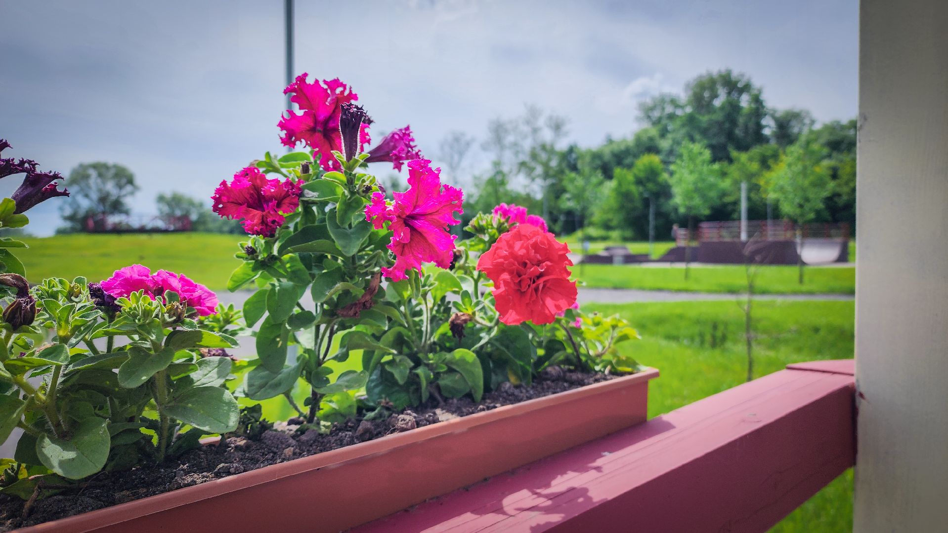 бронницы, парк бронницкий луг , цветы в парке, огород в парке бронницкий луг ,