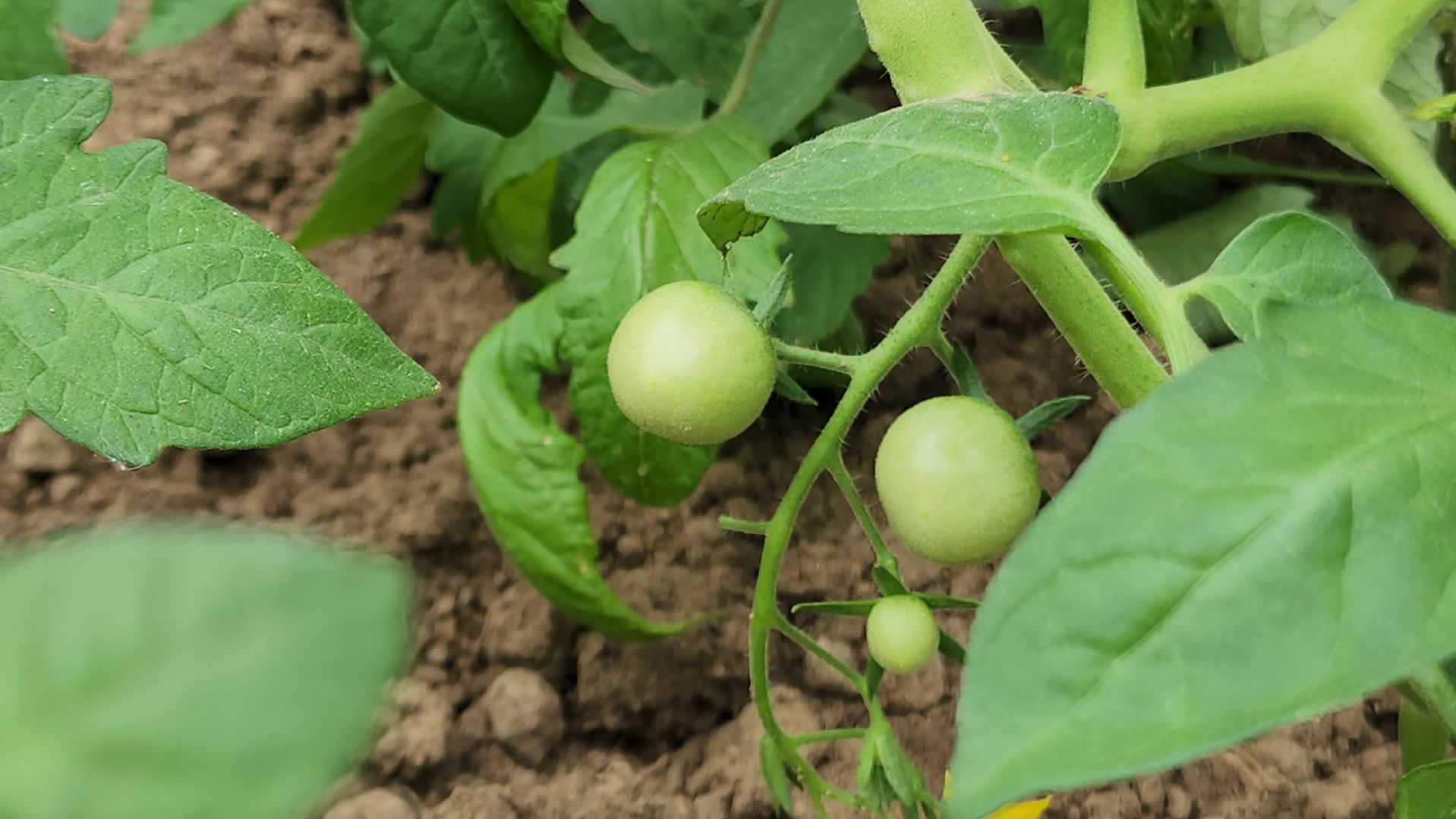 ступино, образование, профориентация, агроклассы,