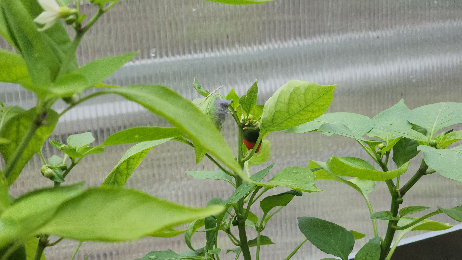 ступино, образование, профориентация, агроклассы,