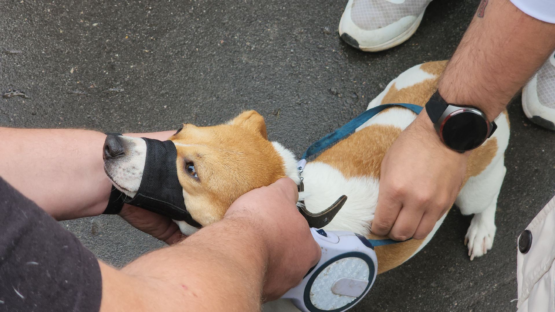 ступино, ветеринария, медицина, чипирование,