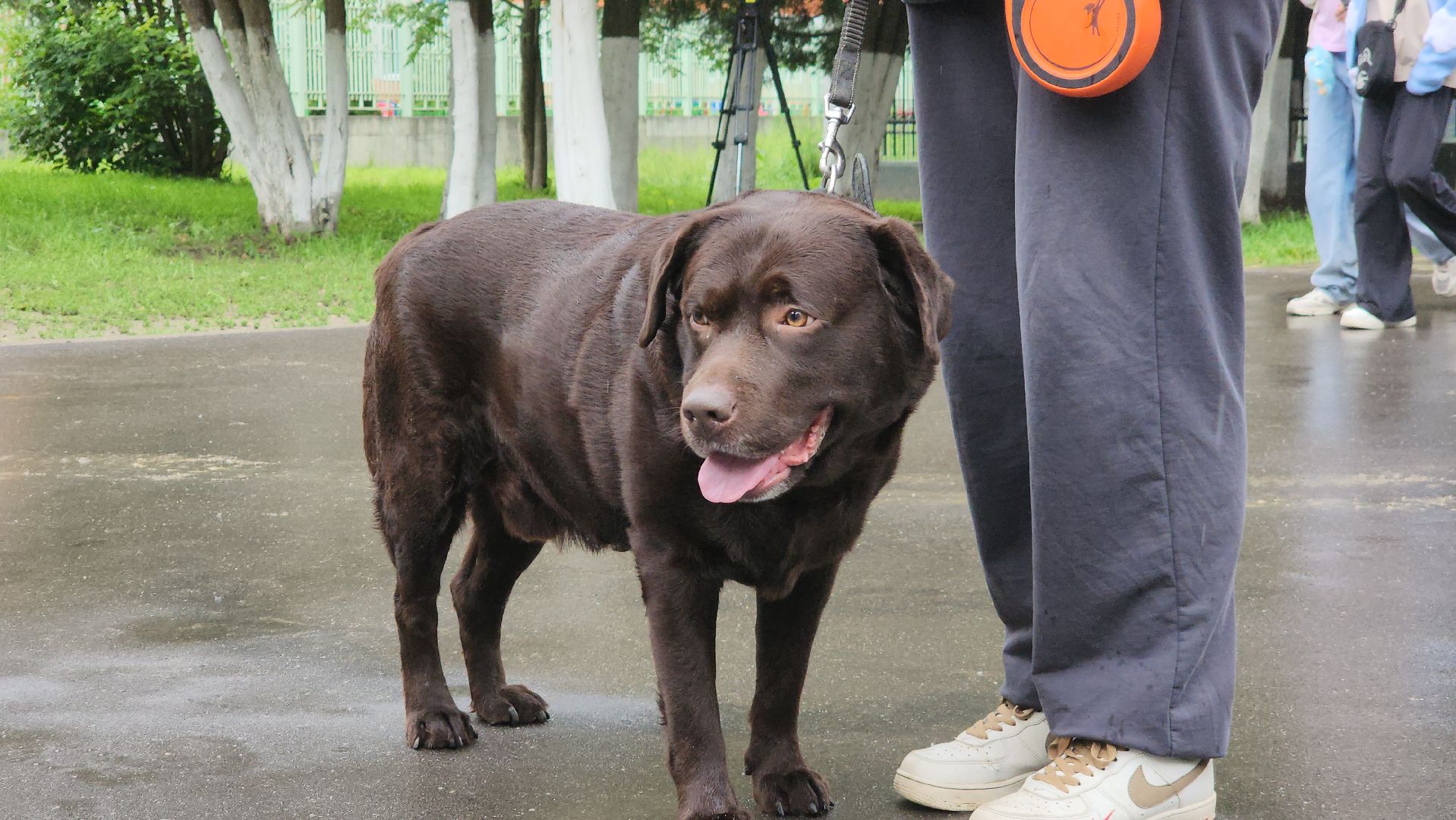 ступино, ветеринария, медицина, чипирование,