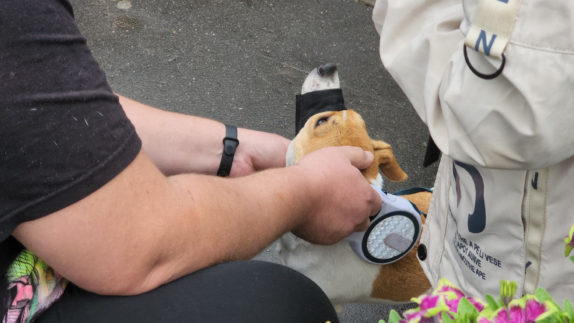 ступино, ветеринария, медицина, чипирование,