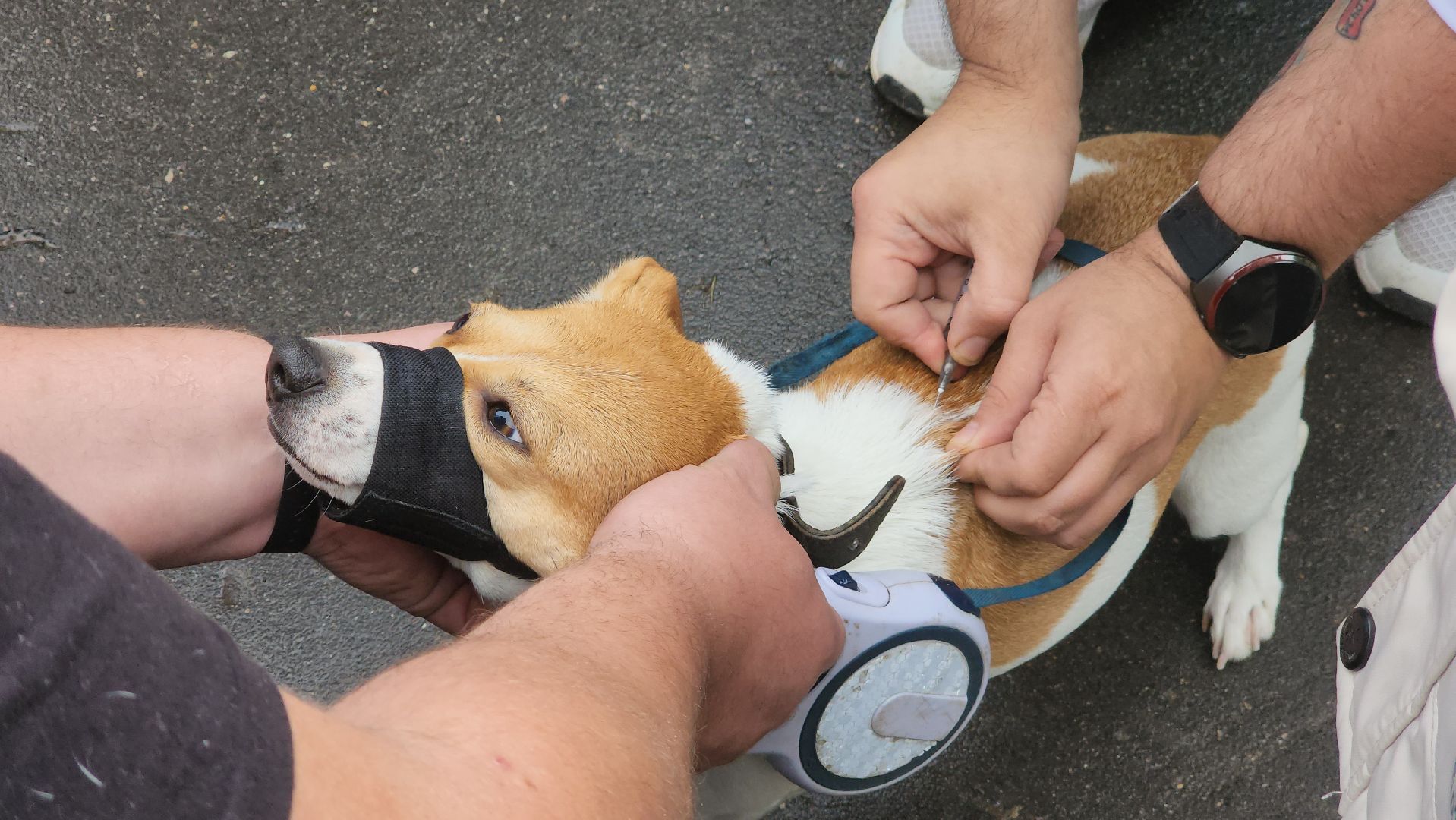 ступино, ветеринария, медицина, чипирование,