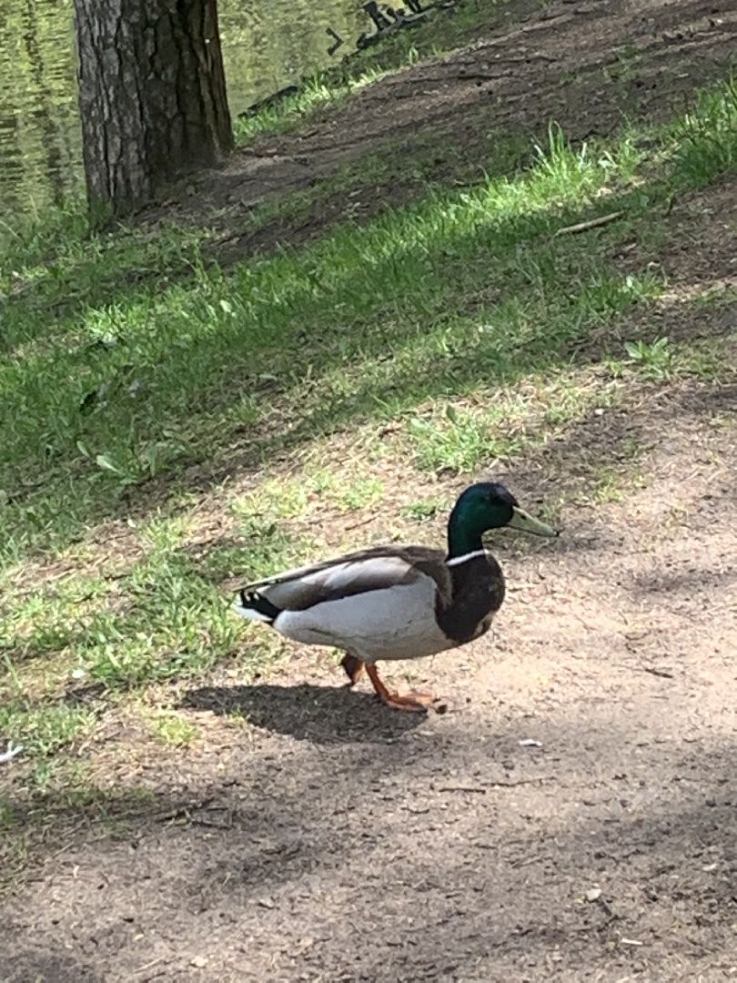 Парки Подмосковья, благоустройство