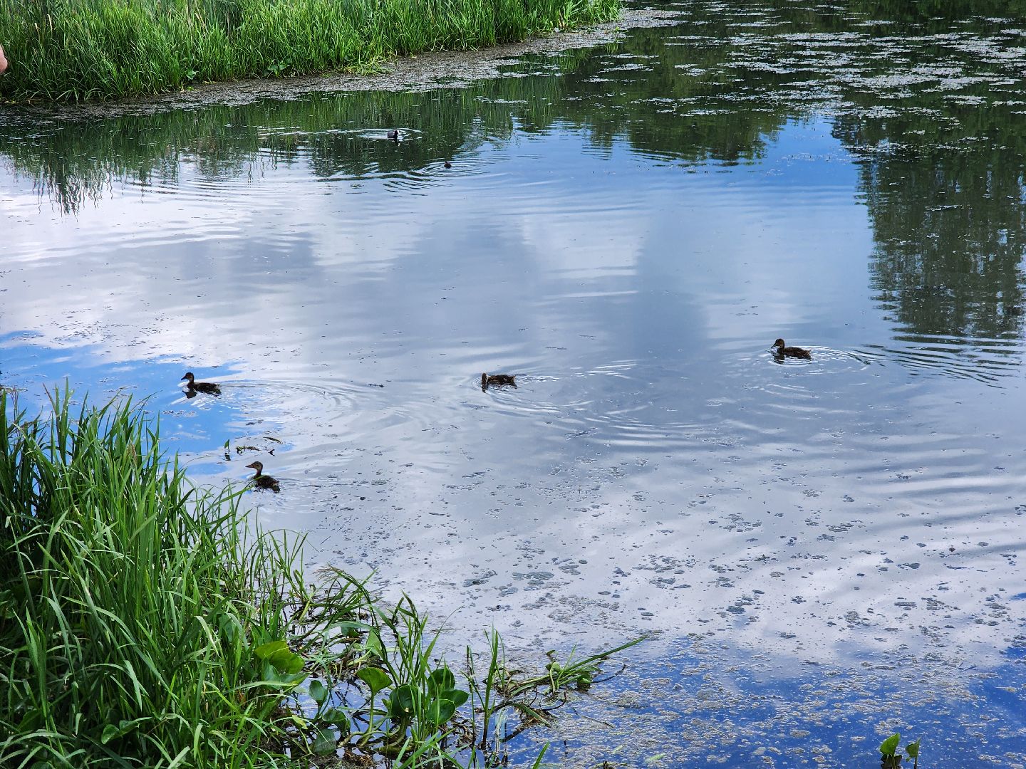 городской парк ивантеевки, благоуствойство, мнение жителей,