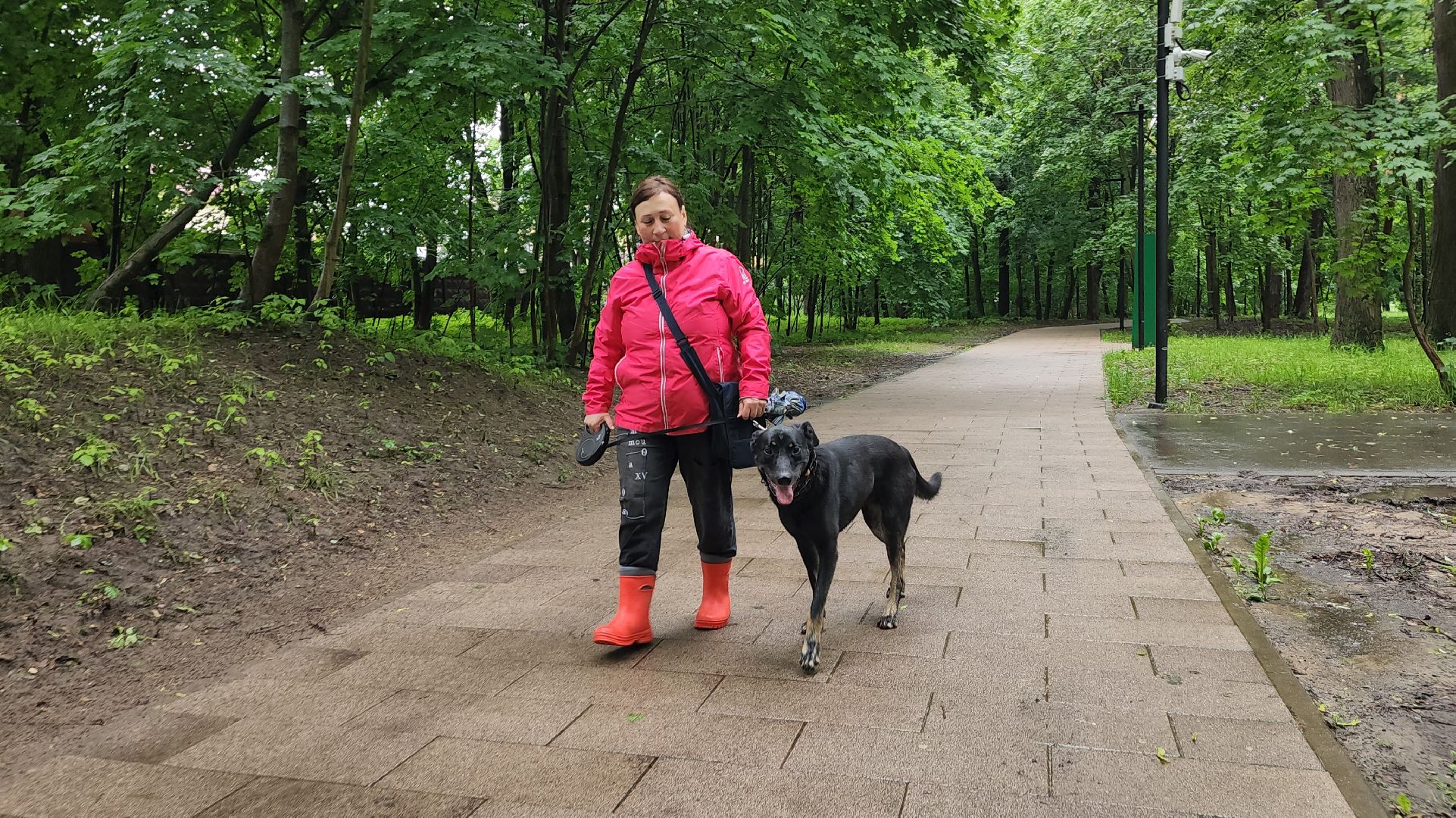 ветеринарная служба, животные, вакцинация животных, чипирование собак, лосино-петровский,