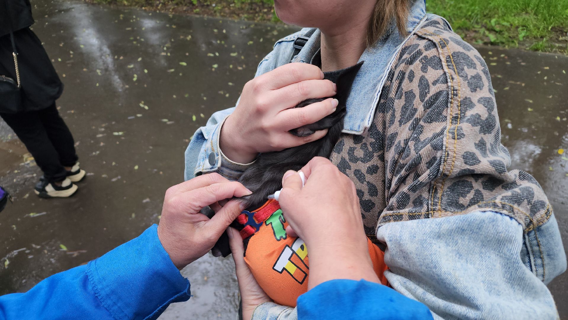 ветеринарная служба, животные, вакцинация животных, чипирование собак, лосино-петровский,