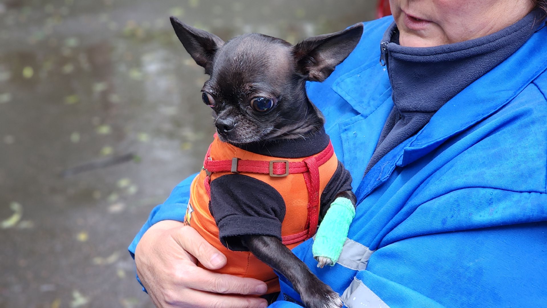 ветеринарная служба, животные, вакцинация животных, чипирование собак, лосино-петровский,