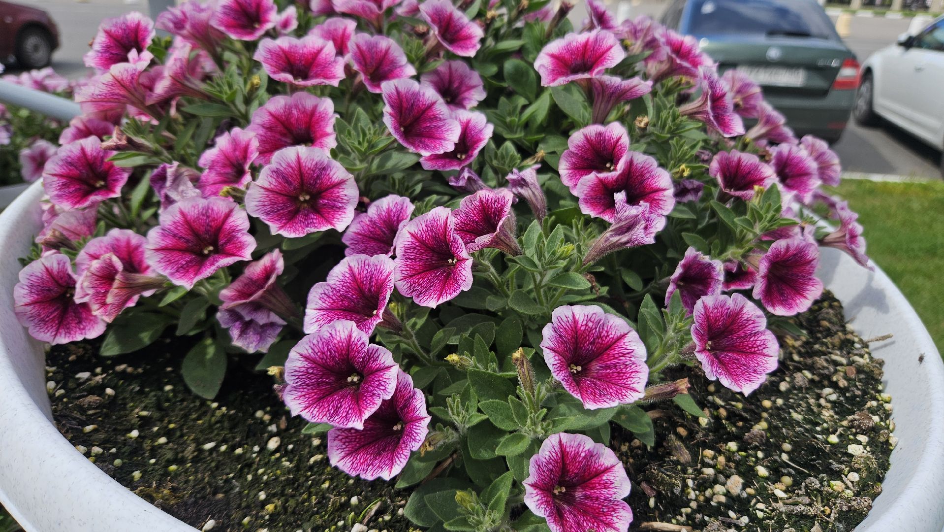 цветы, озеленение, жуковский, вечный огонь,