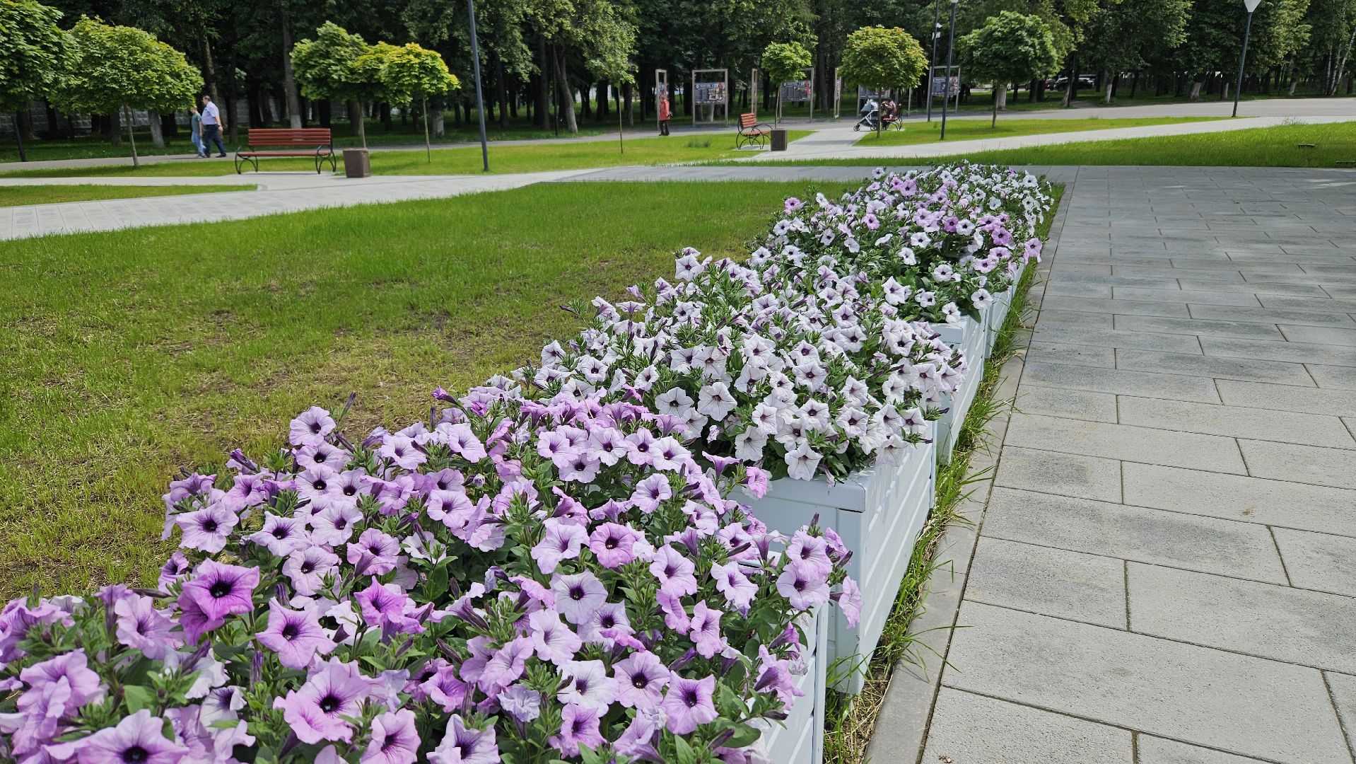 цветы, озеленение, жуковский, вечный огонь,