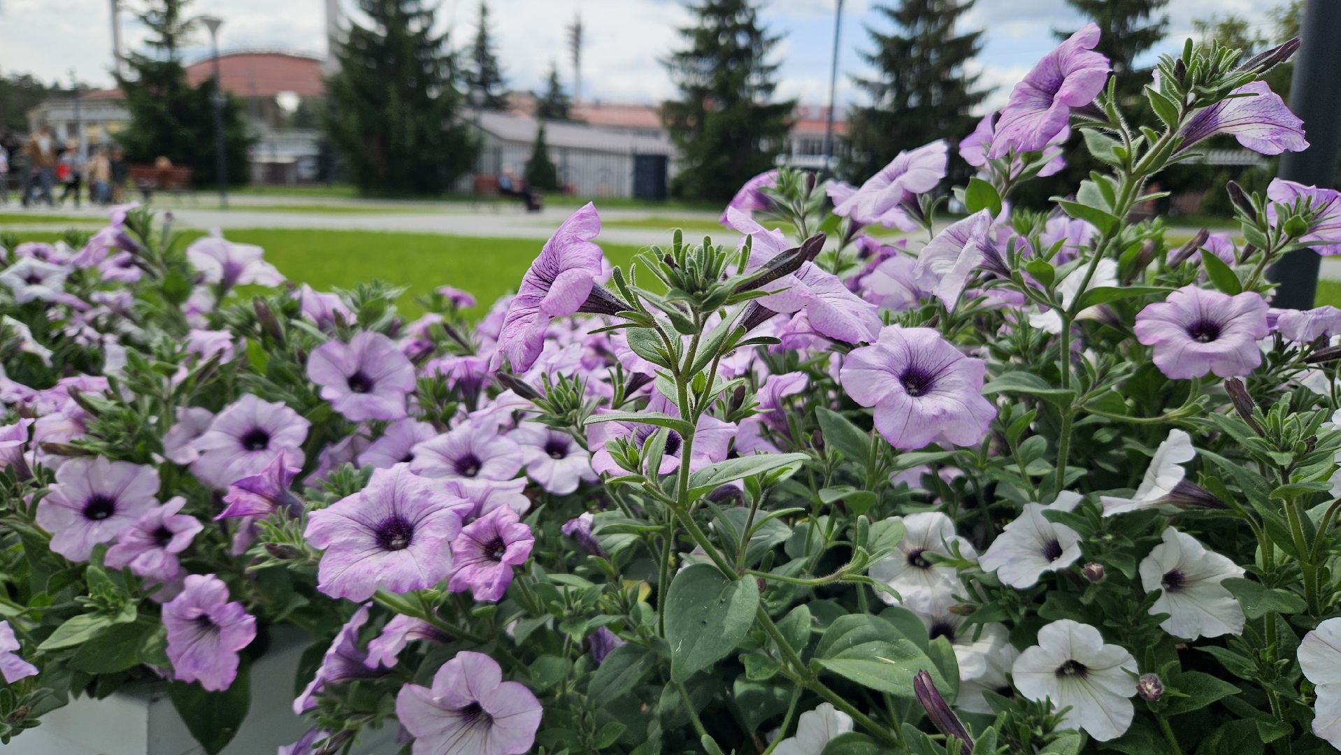 цветы, озеленение, жуковский, вечный огонь,