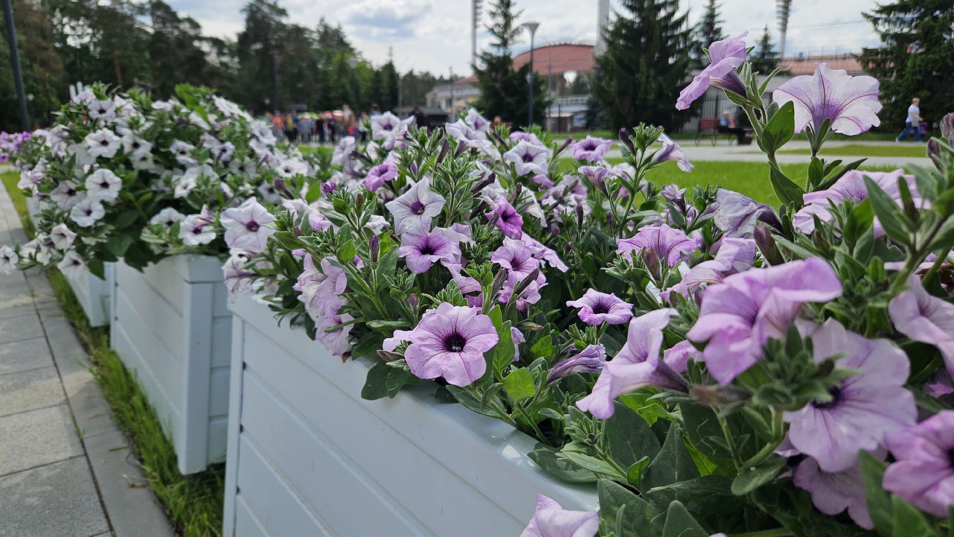 цветы, озеленение, жуковский, вечный огонь,