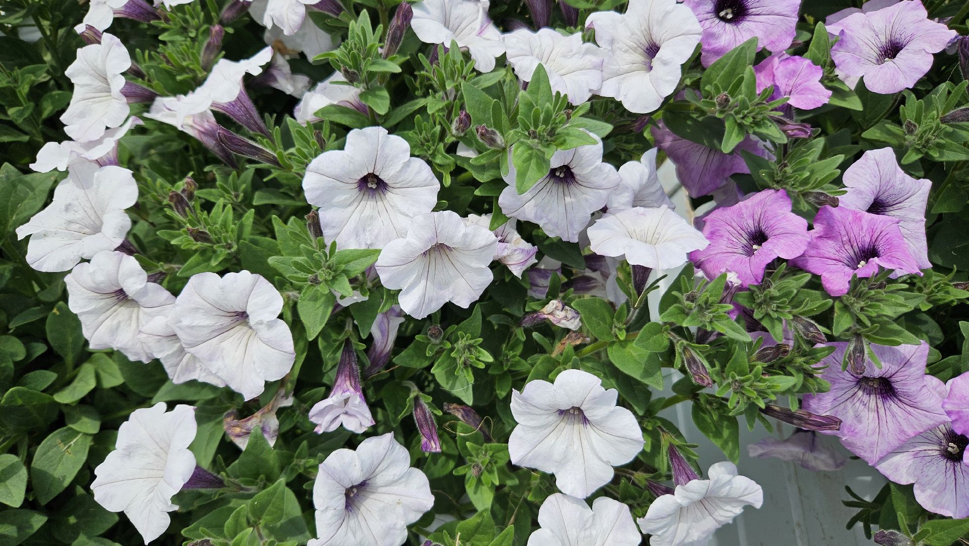 цветы, озеленение, жуковский, вечный огонь,