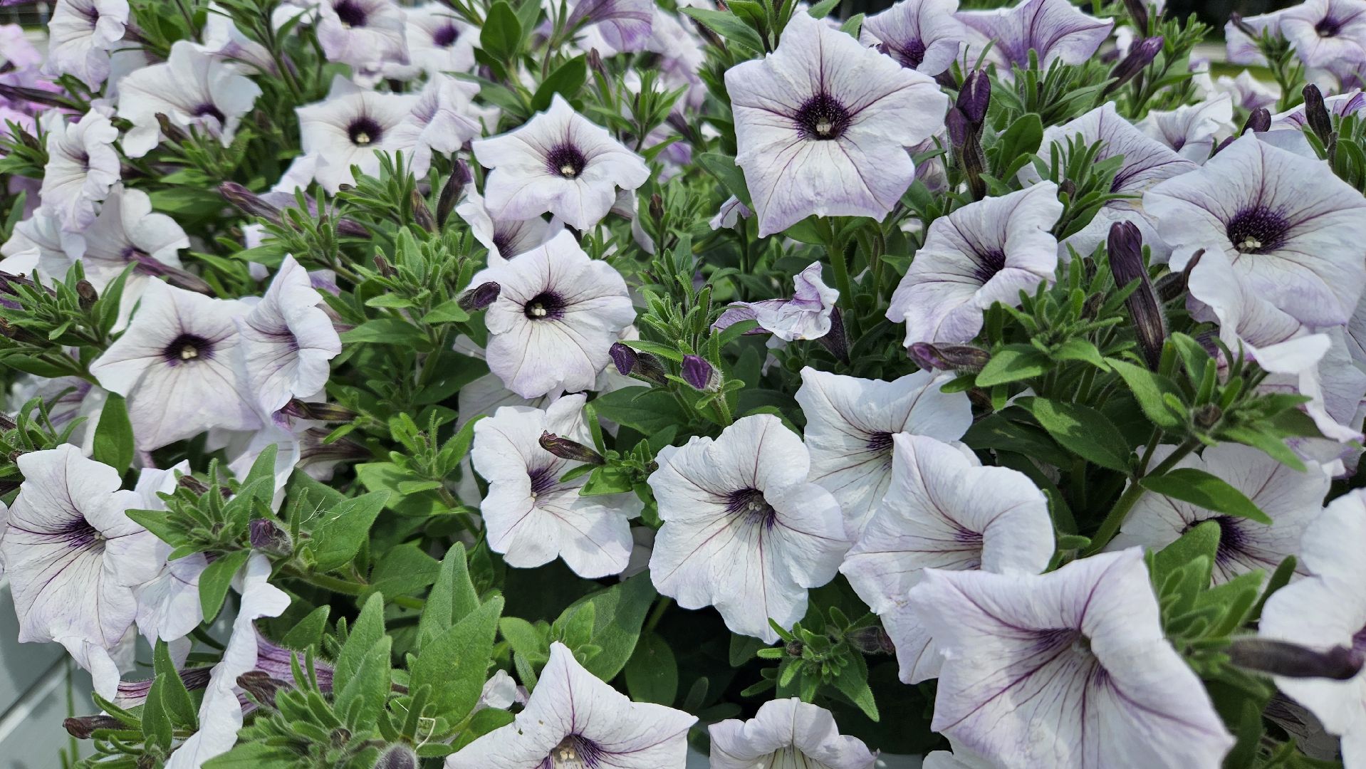 цветы, озеленение, жуковский, вечный огонь,