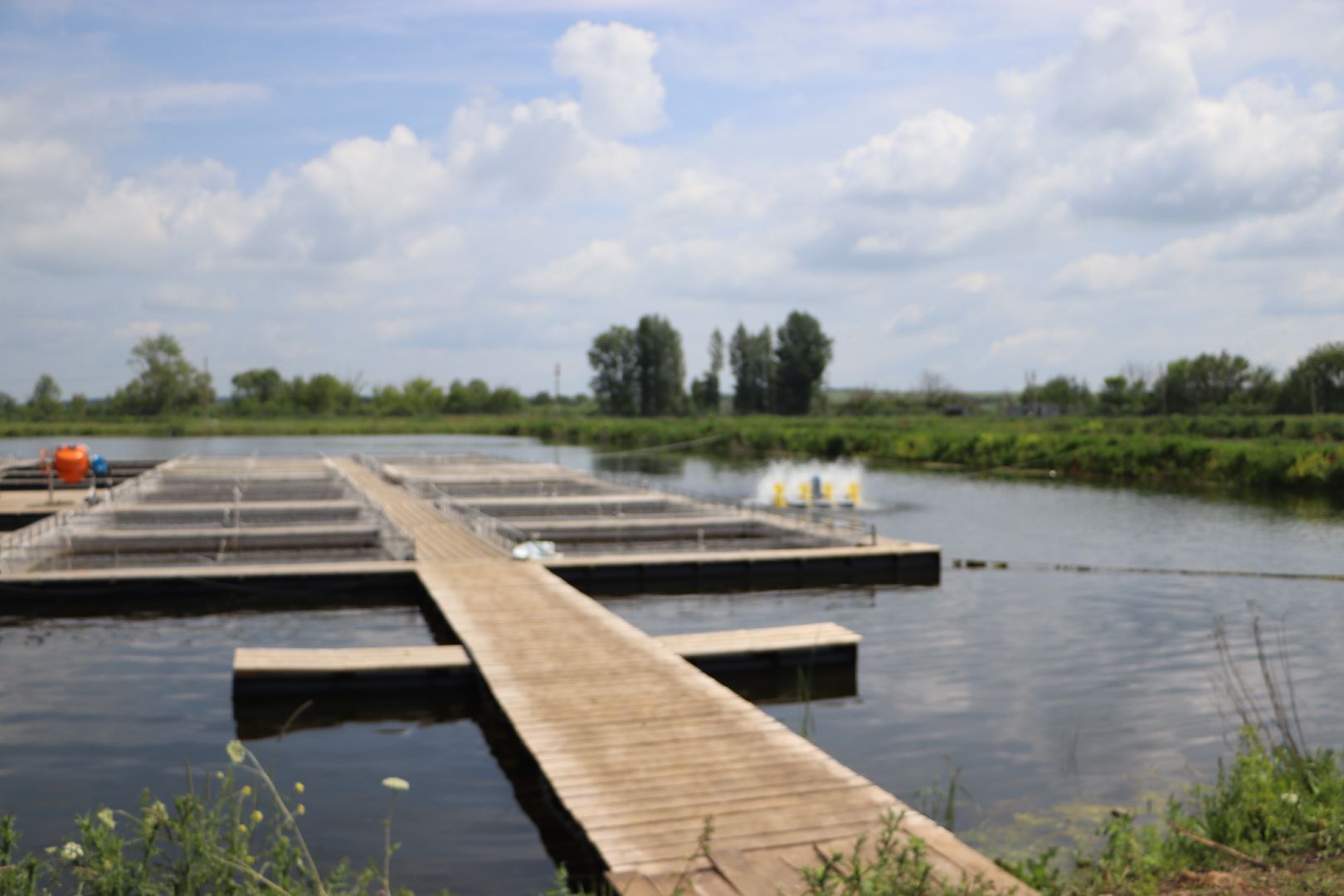 серебряные пруды, осетровая ферма, голдфиш,