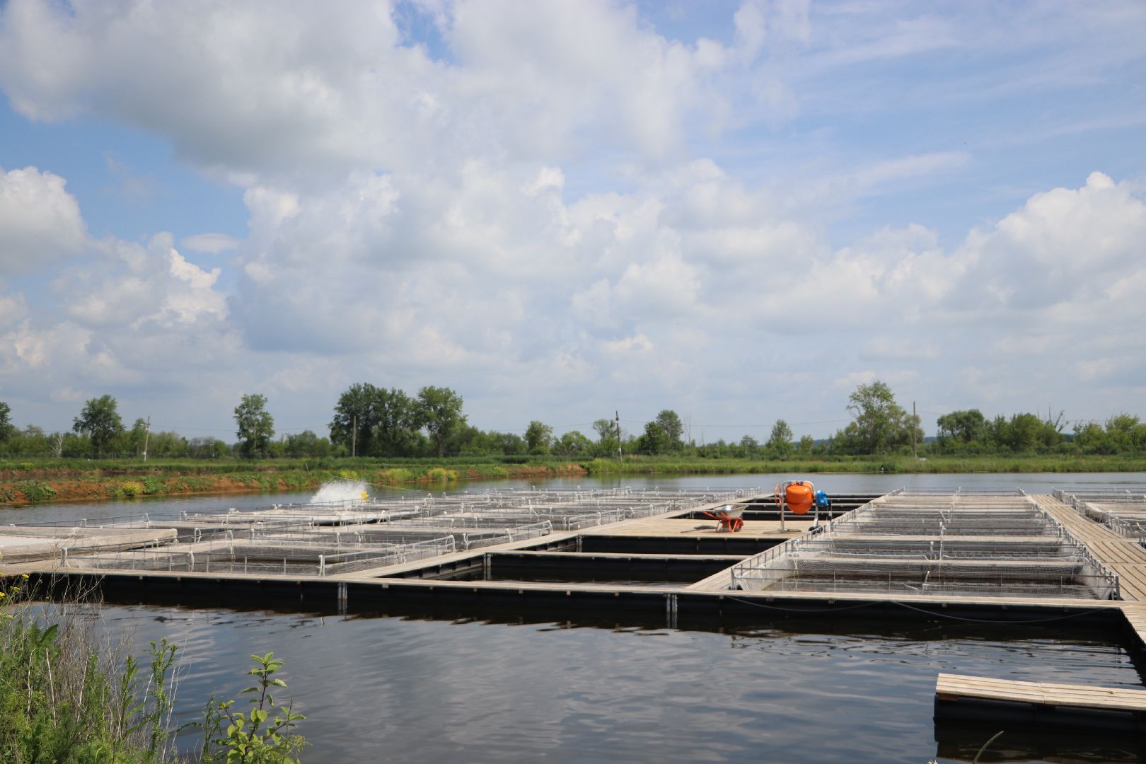 серебряные пруды, осетровая ферма, голдфиш,