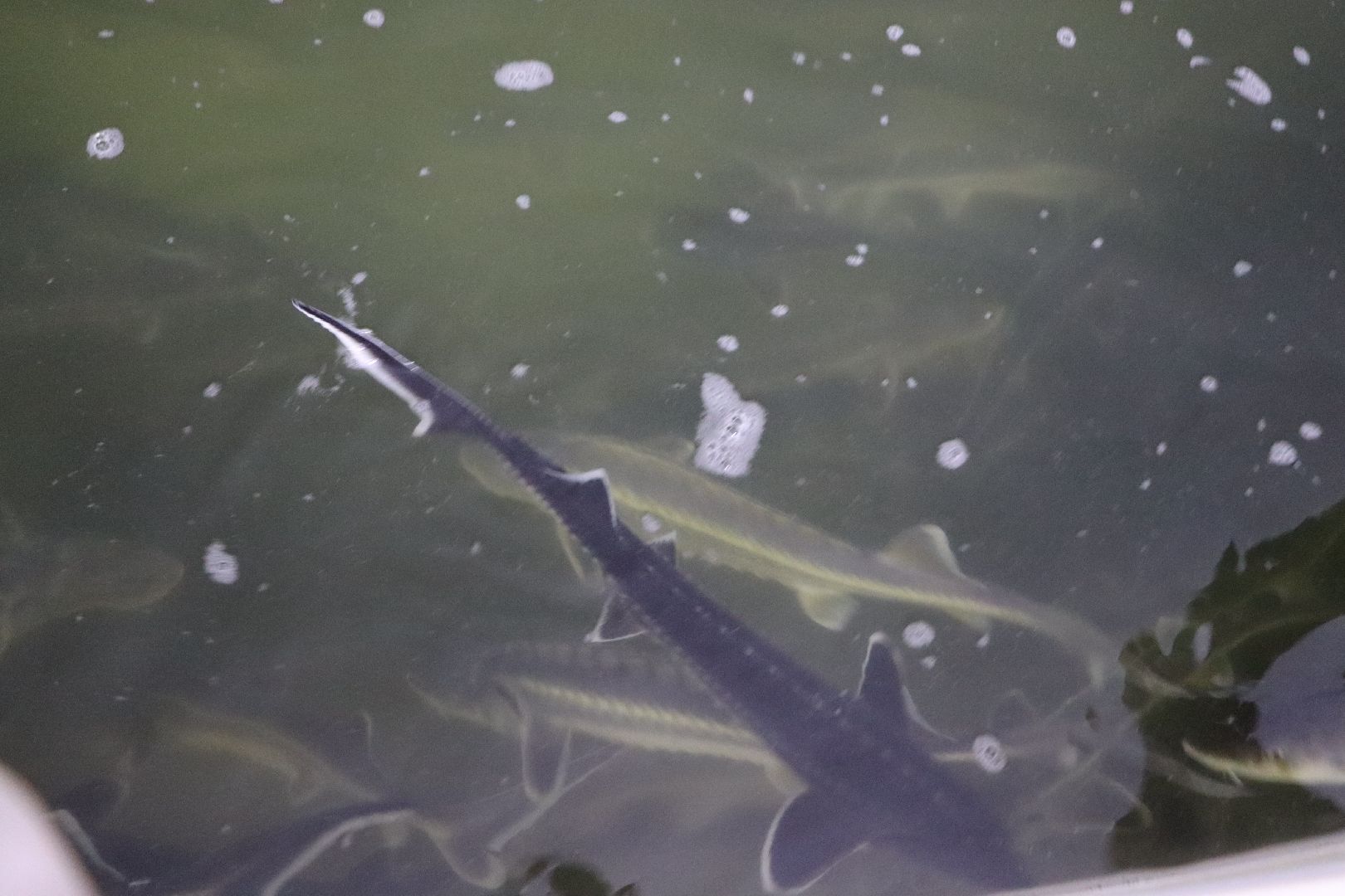 серебряные пруды, осетровая ферма, голдфиш,