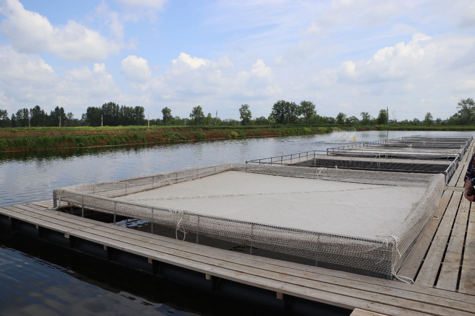 серебряные пруды, осетровая ферма, голдфиш,