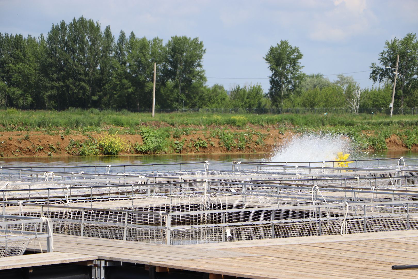 серебряные пруды, осетровая ферма, голдфиш,