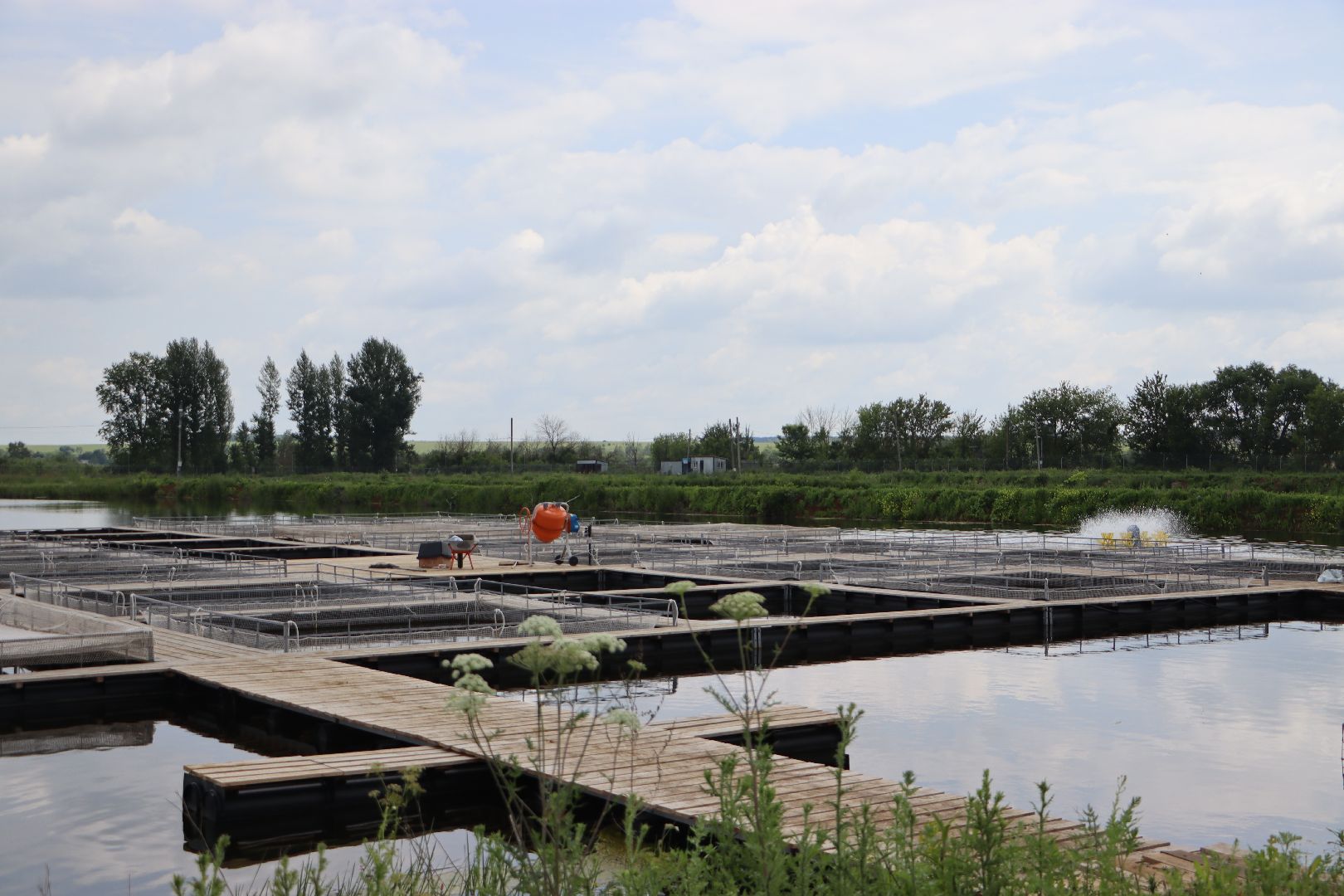 серебряные пруды, осетровая ферма, голдфиш,