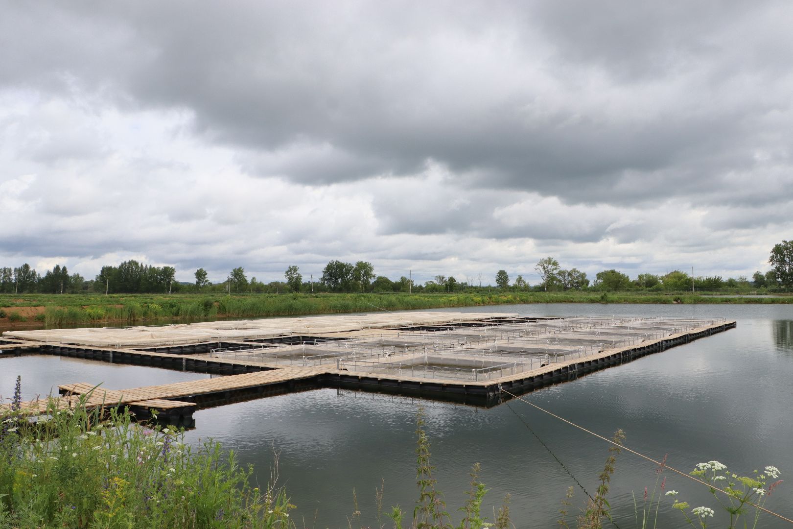 серебряные пруды, осетровая ферма, голдфиш,