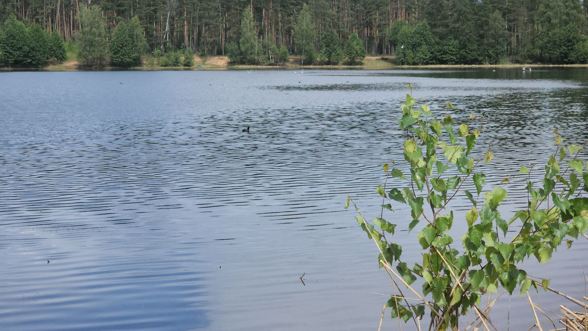 очистка озер, орехово-зуевский округ,сто прудов и озер,