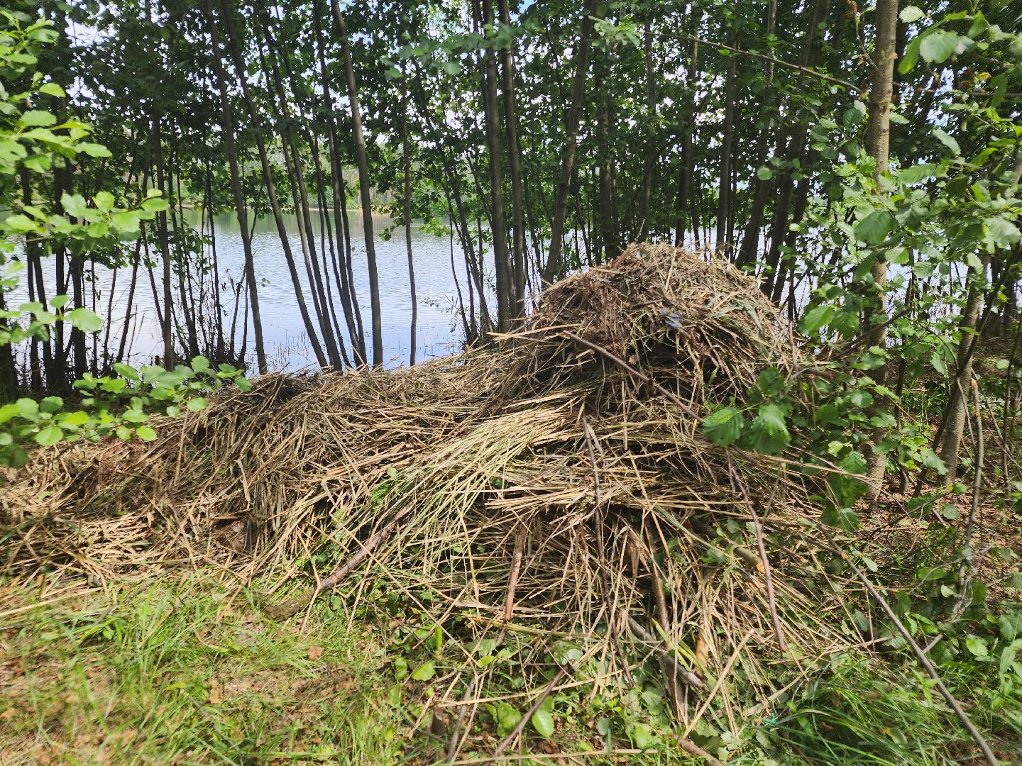 очистка озер, орехово-зуевский округ,сто прудов и озер,