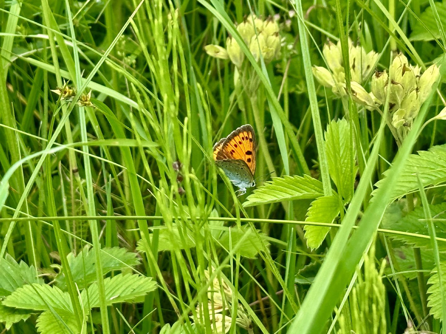 бабочки, краснокнижные насекомые, суханово, ленинский городской округ,