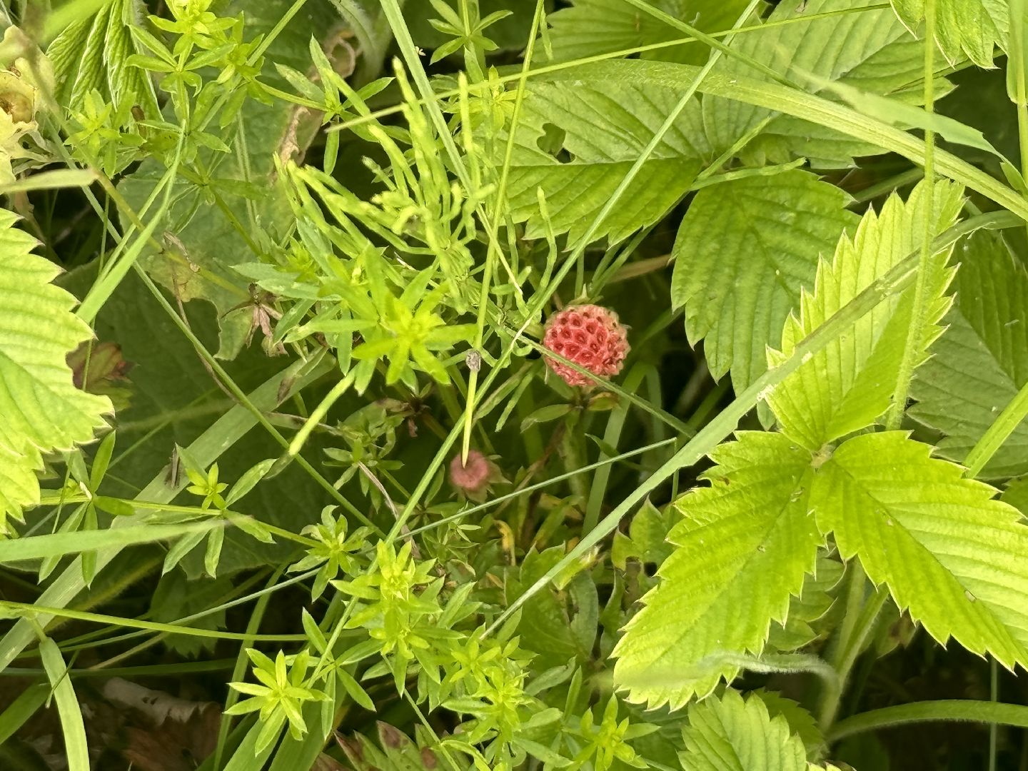 бабочки, краснокнижные насекомые, суханово, ленинский городской округ,