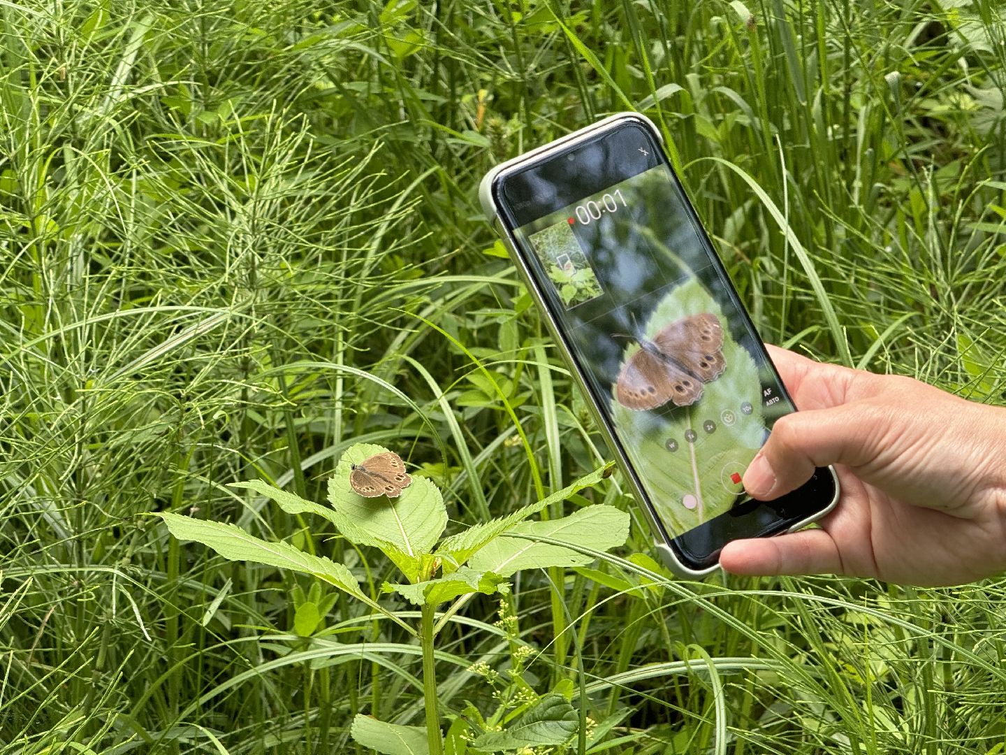 бабочки, краснокнижные насекомые, суханово, ленинский городской округ,