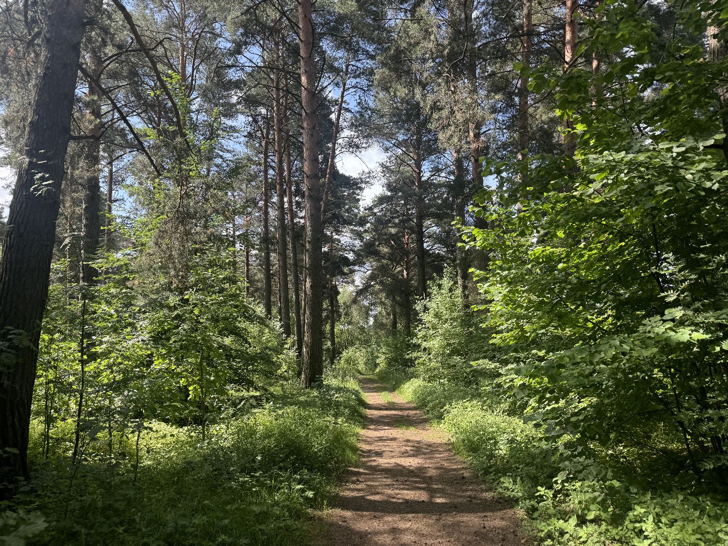 бабочки, краснокнижные насекомые, суханово, ленинский городской округ,