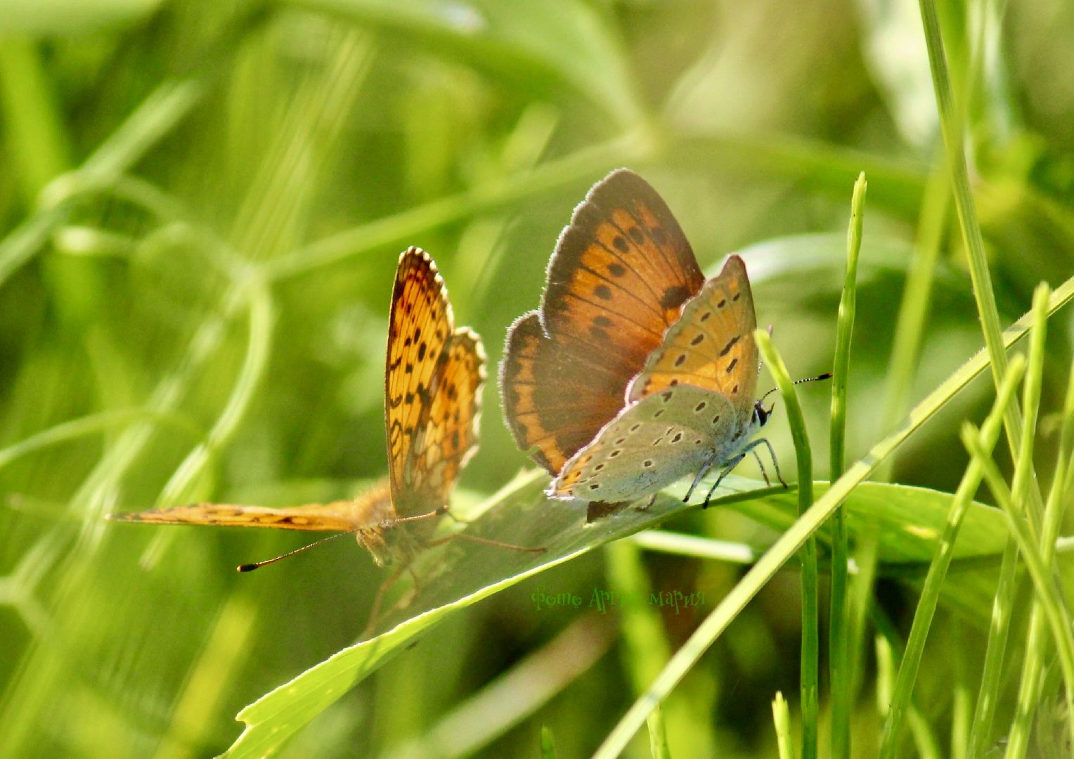 бабочки, краснокнижные насекомые, суханово, ленинский городской округ,