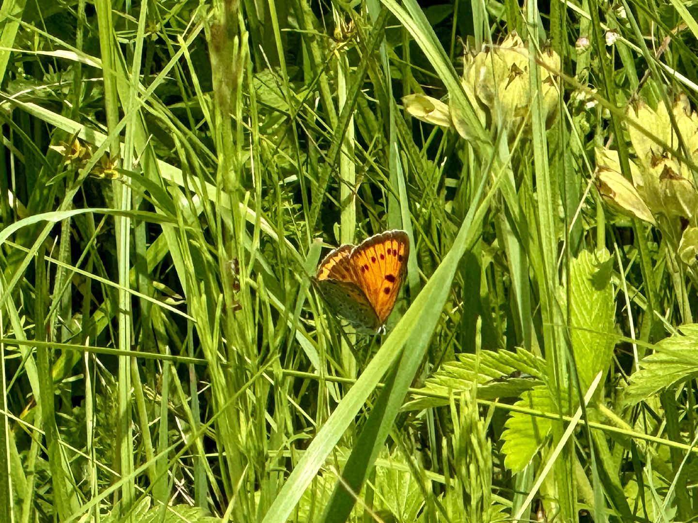 бабочки, краснокнижные насекомые, суханово, ленинский городской округ,