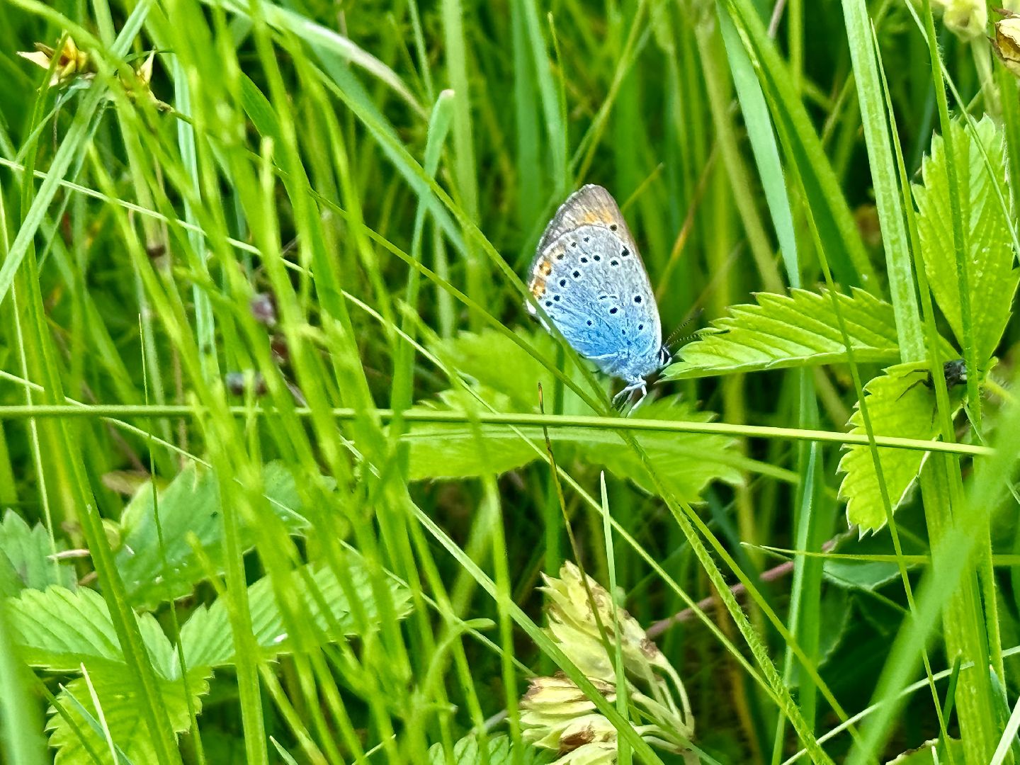бабочки, краснокнижные насекомые, суханово, ленинский городской округ,
