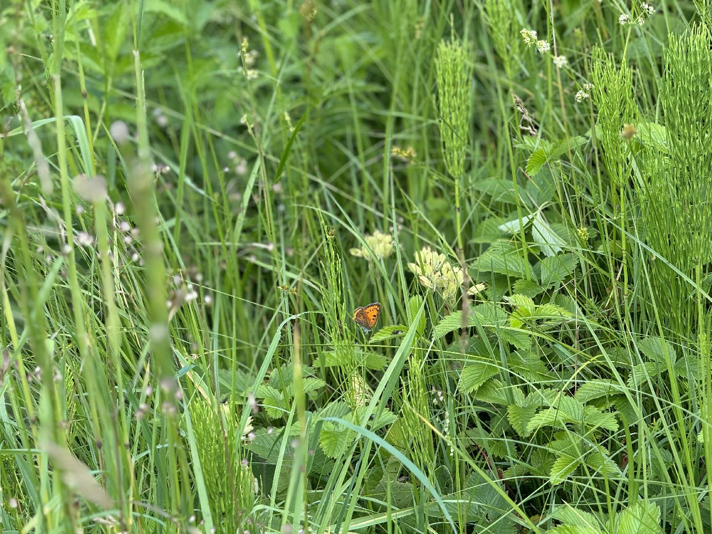 бабочки, краснокнижные насекомые, суханово, ленинский городской округ,