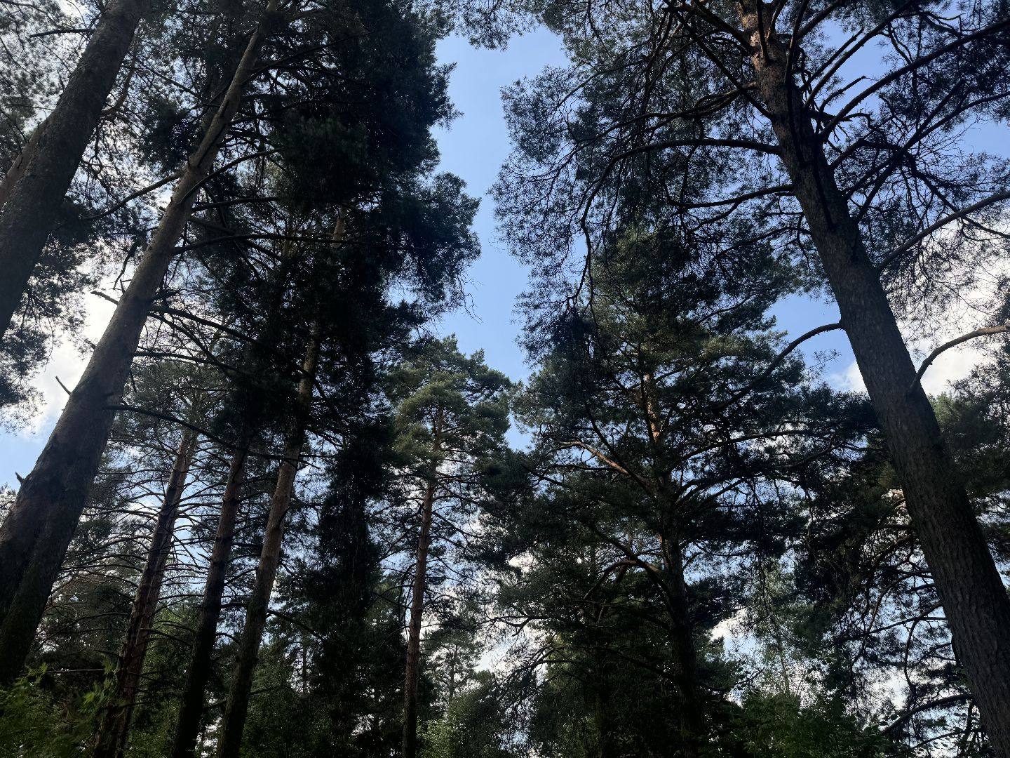 бабочки, краснокнижные насекомые, суханово, ленинский городской округ,