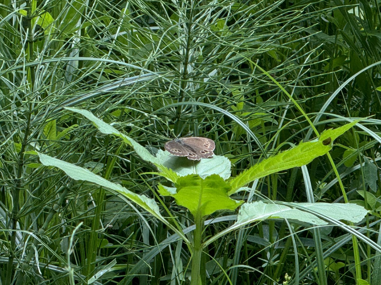 бабочки, краснокнижные насекомые, суханово, ленинский городской округ,