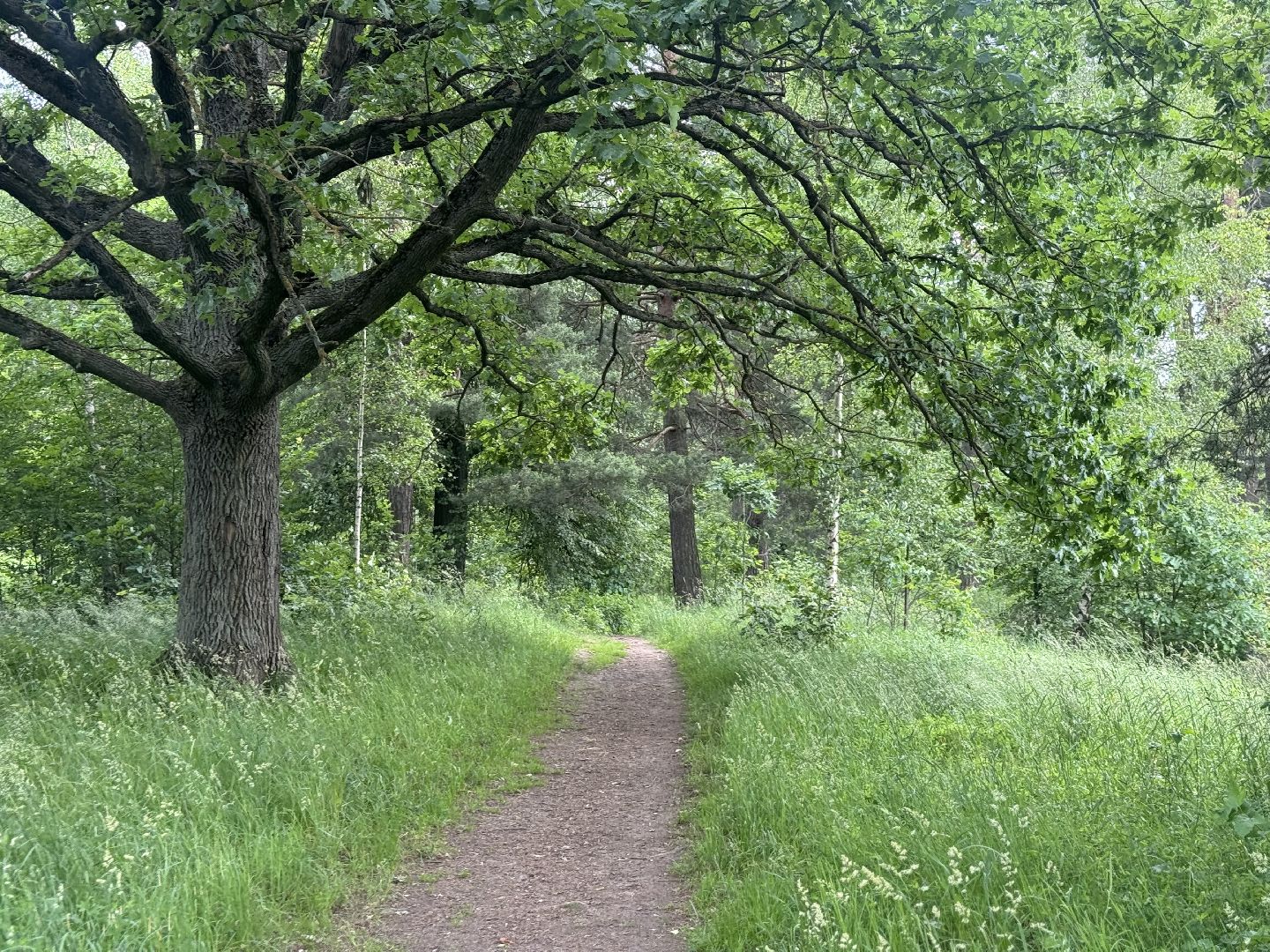 бабочки, краснокнижные насекомые, суханово, ленинский городской округ,