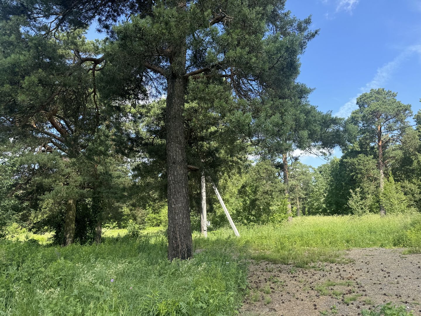 бабочки, краснокнижные насекомые, суханово, ленинский городской округ,