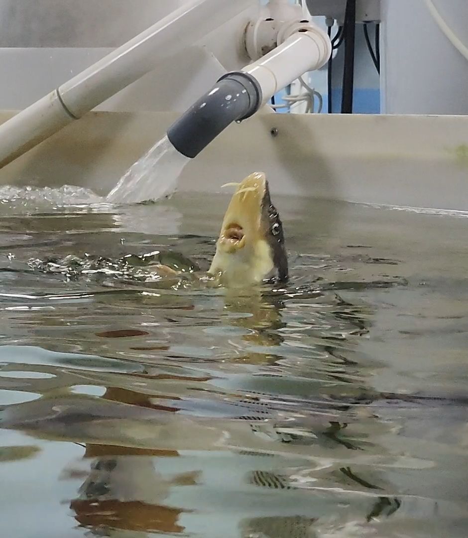 Зарайск, Город на Осетре, Осетровая ферма,осетр,