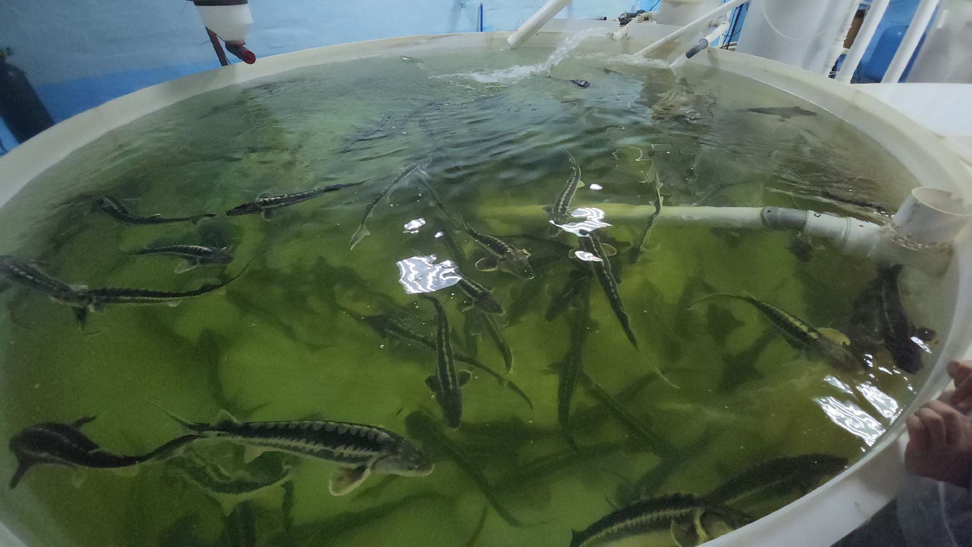 Зарайск, Город на Осетре, Осетровая ферма,осетр,